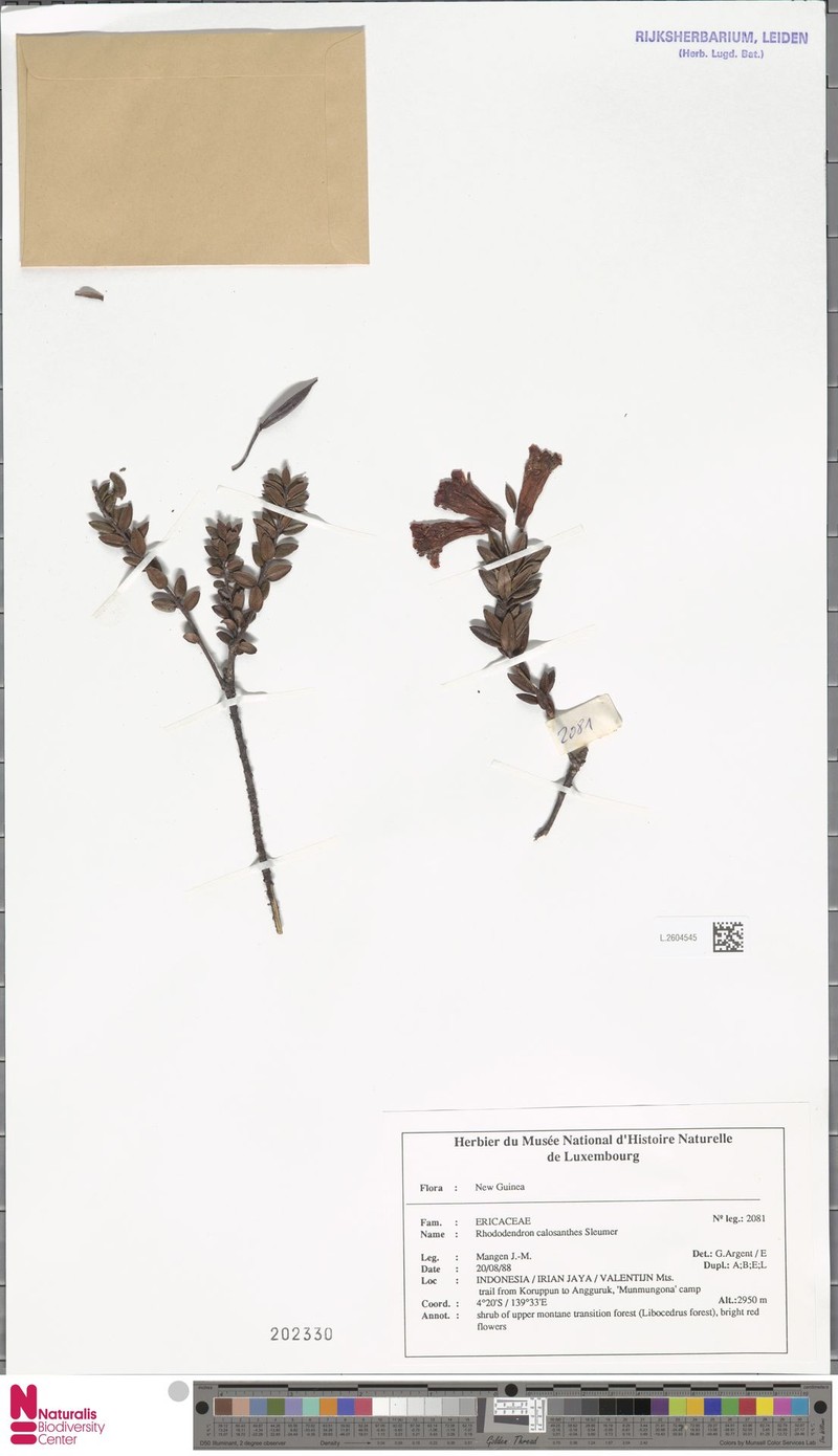 Rhododendron calosanthes
