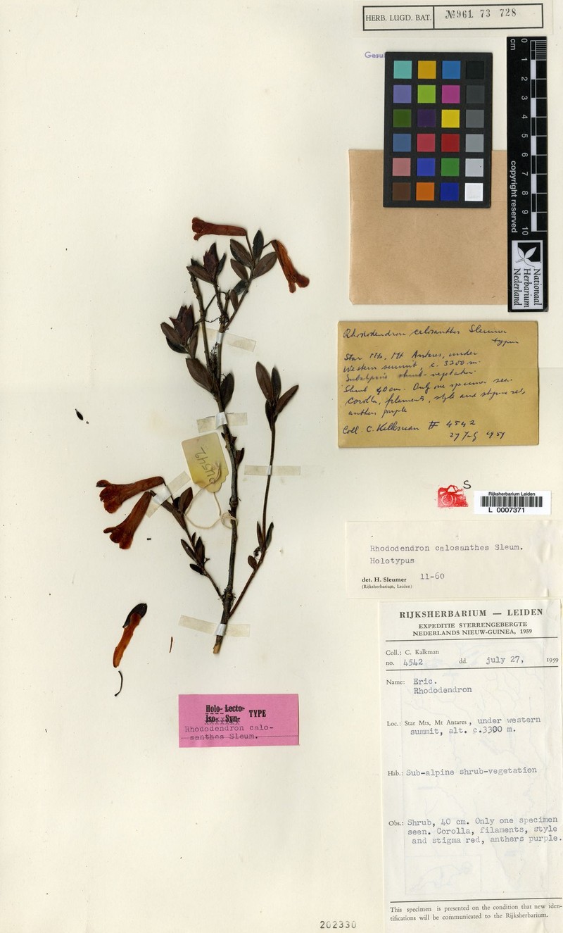 Rhododendron calosanthes photo 3