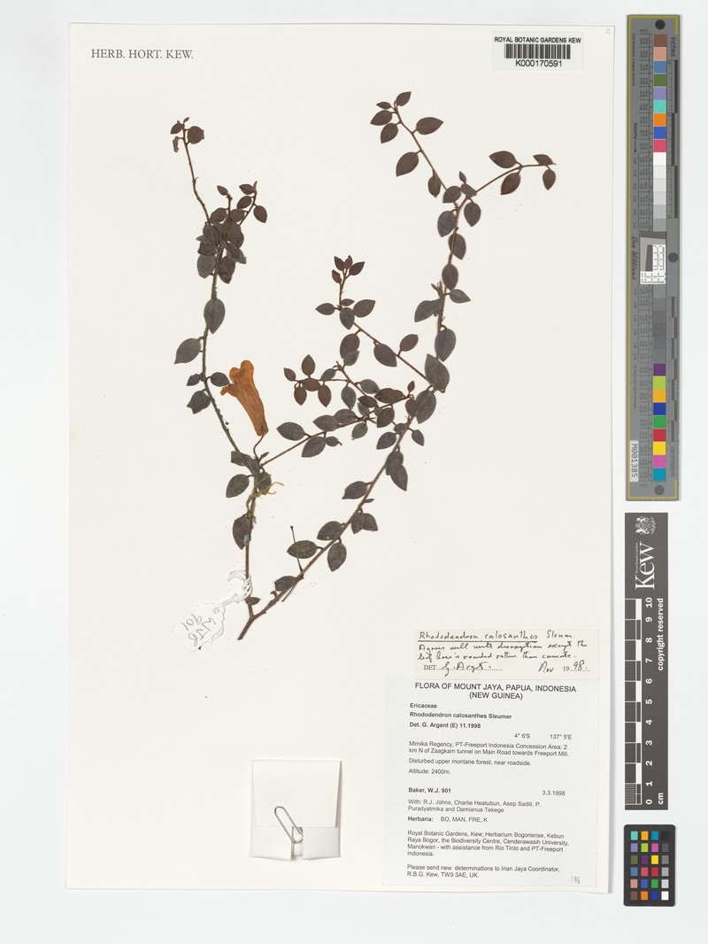 Rhododendron calosanthes photo 4