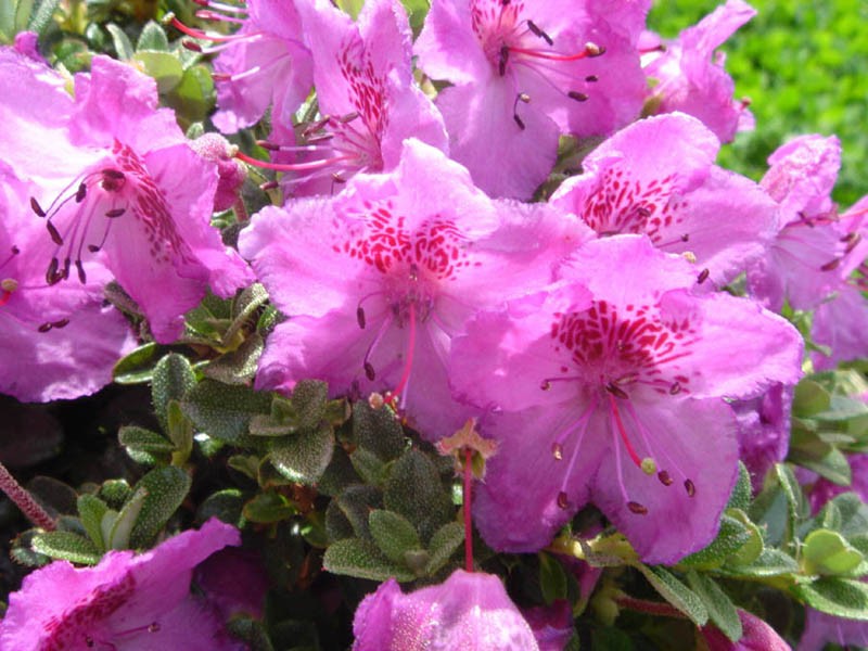 Rhododendron calostrotum