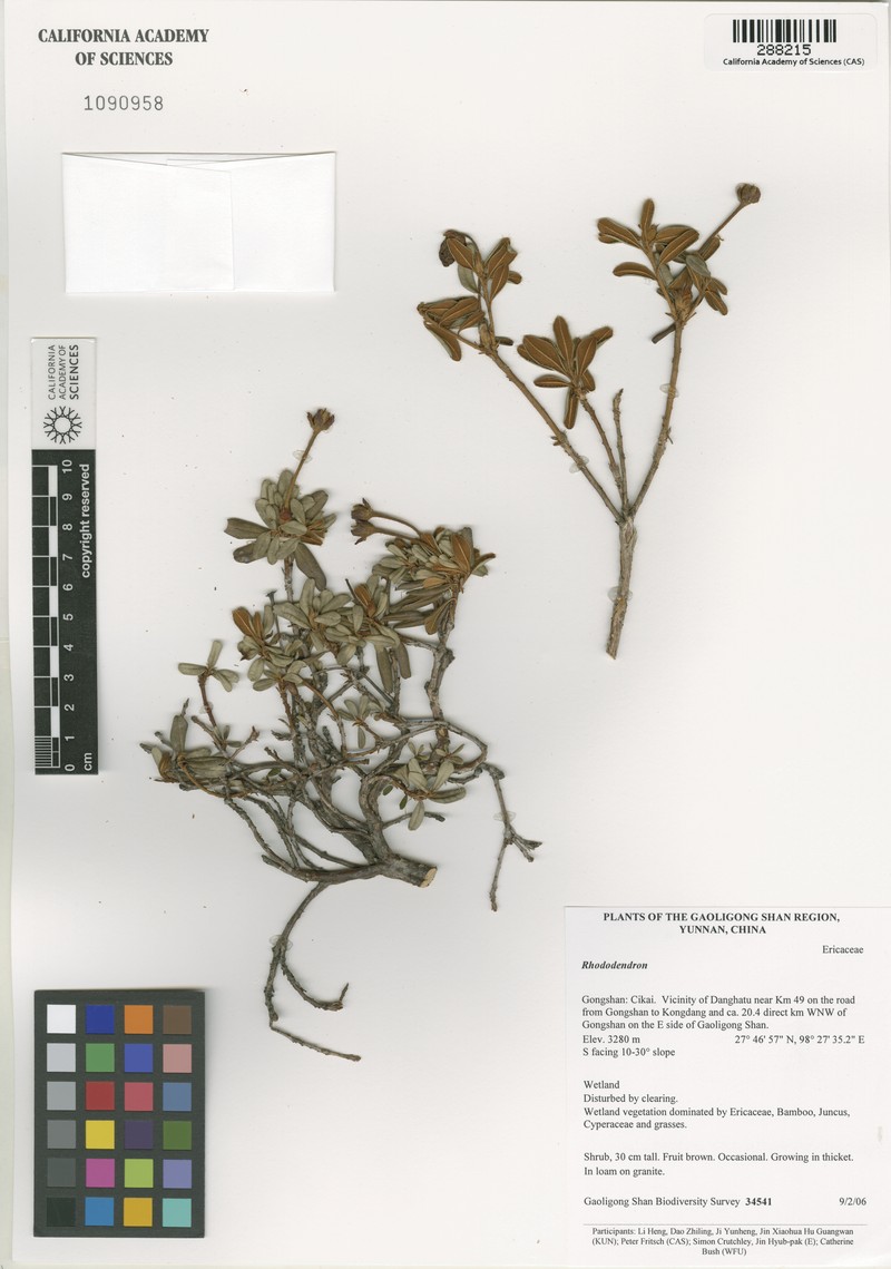 Rhododendron calostrotum photo 2