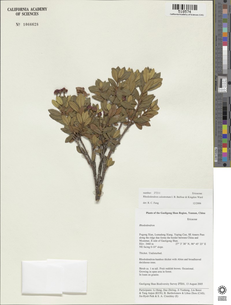 Rhododendron calostrotum photo 3