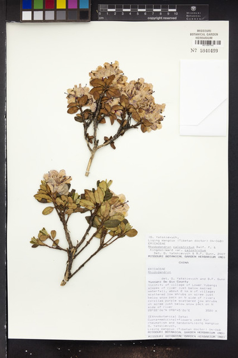 Rhododendron calostrotum photo 4