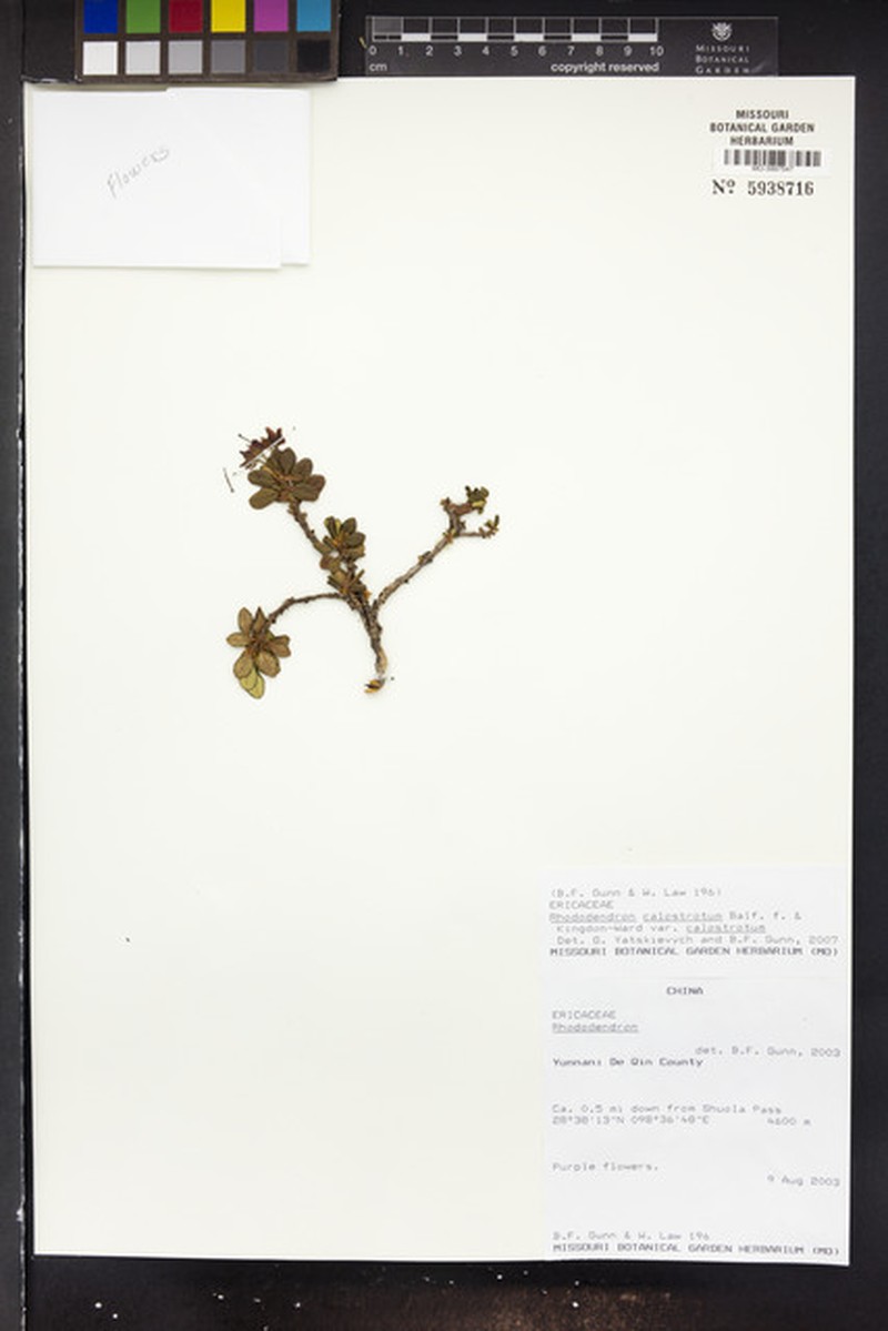 Rhododendron calostrotum subsp. calostrotum photo 2