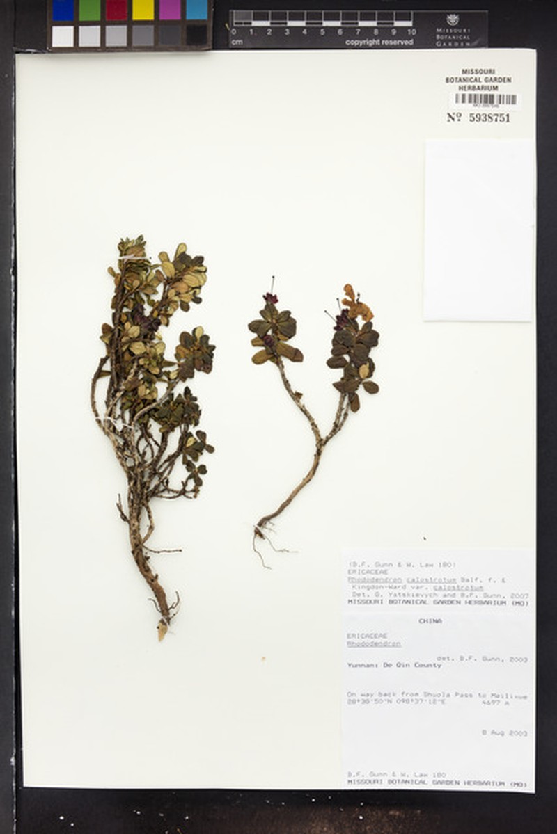 Rhododendron calostrotum subsp. calostrotum photo 3