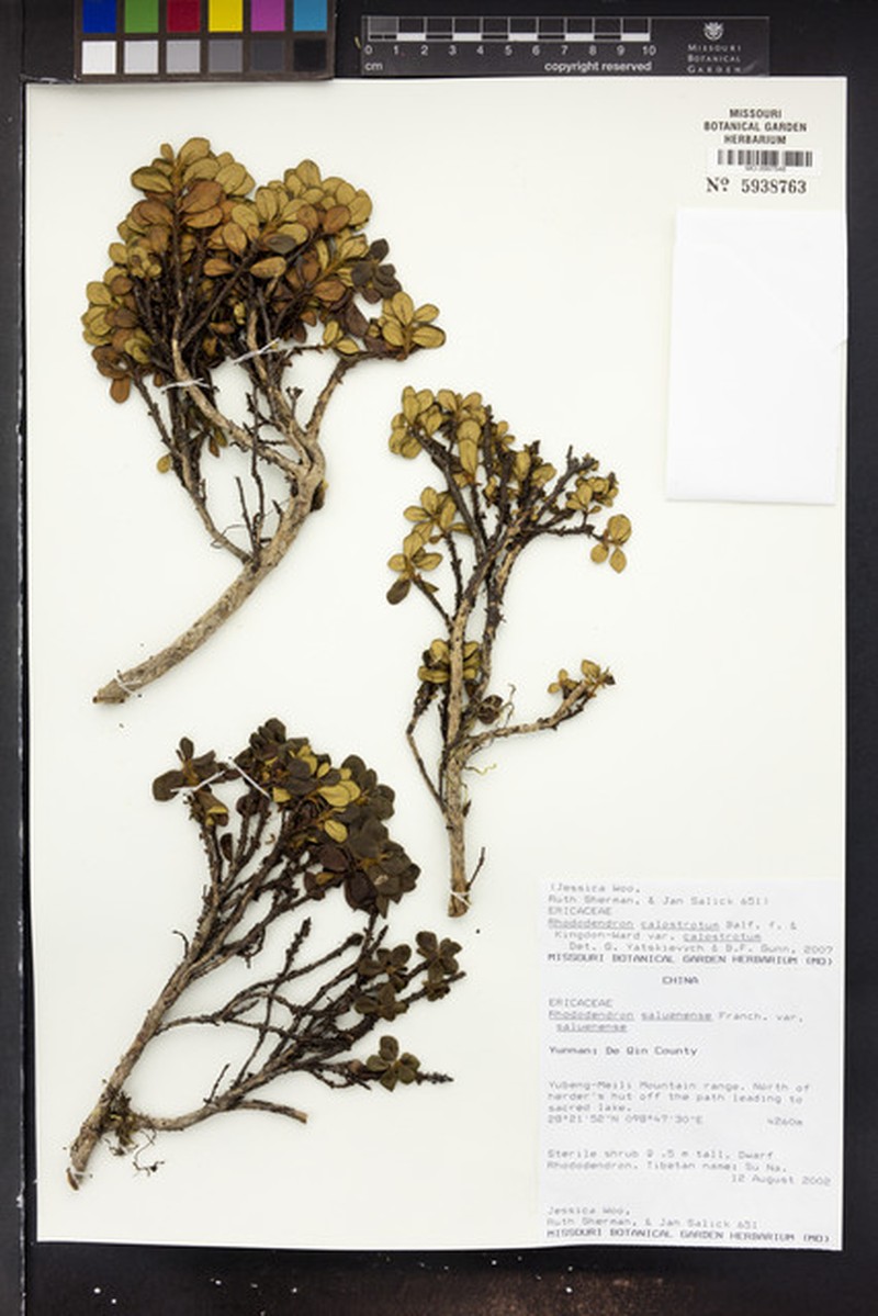 Rhododendron calostrotum subsp. calostrotum photo 4