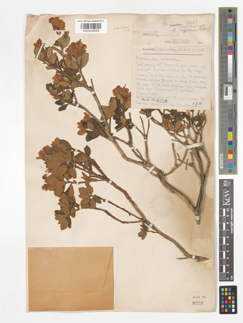 Rhododendron calostrotum subsp. riparium