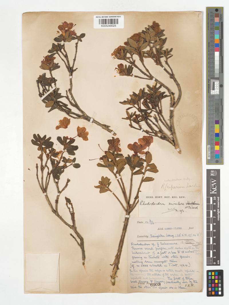 Rhododendron calostrotum subsp. riparium photo 2