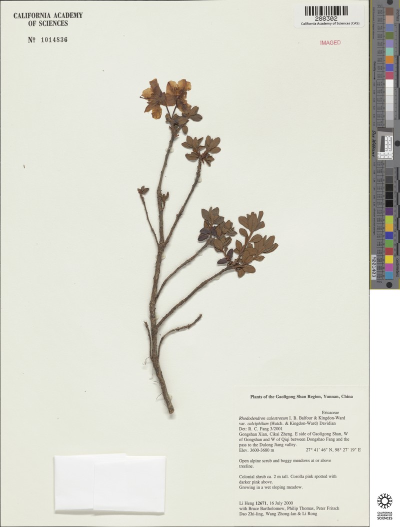 Rhododendron calostrotum var. calciphilum