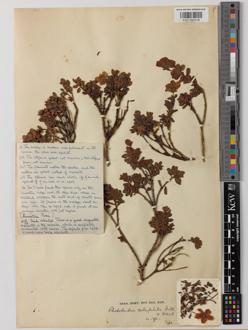 Rhododendron calostrotum var. calciphilum photo 2