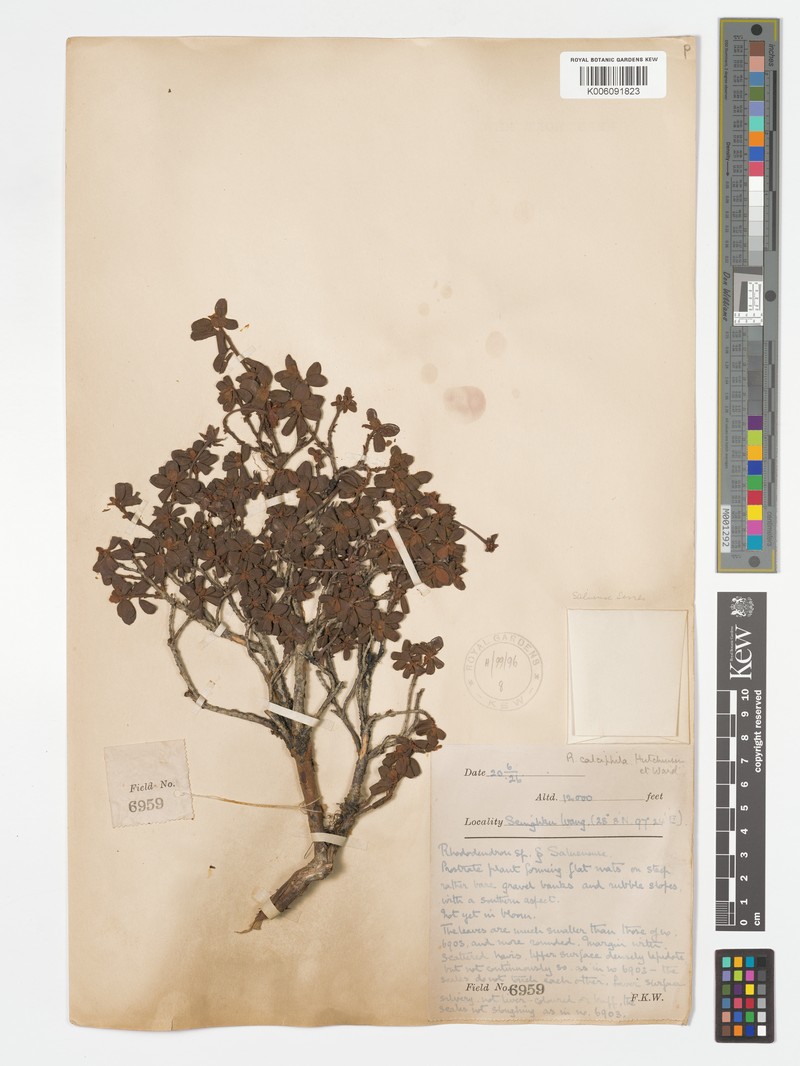 Rhododendron calostrotum var. calciphilum photo 3