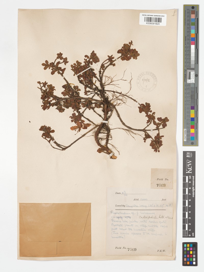 Rhododendron calostrotum var. calciphilum photo 4