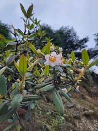 Rhododendron camelliiflorum