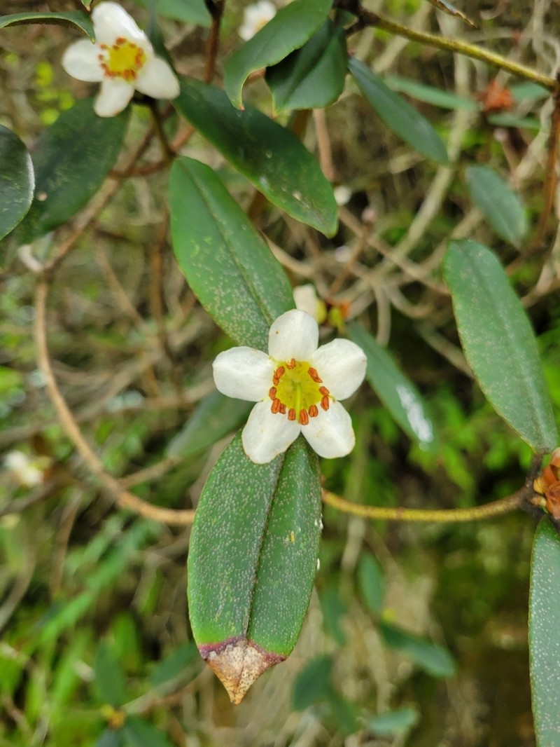 Rhododendron camelliiflorum photo 2