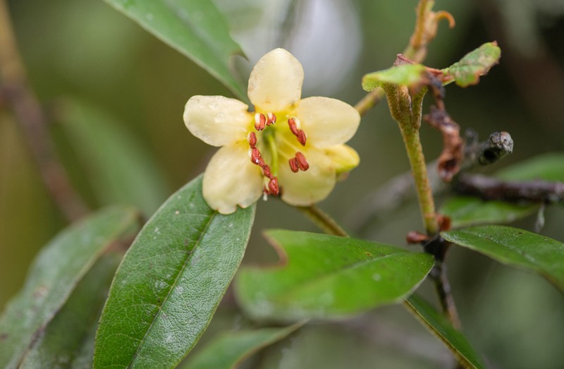 Rhododendron camelliiflorum photo 4
