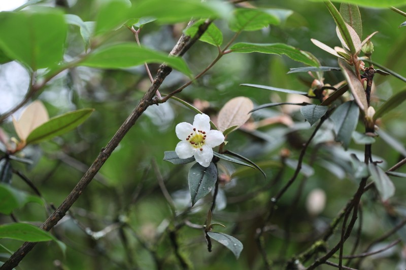 Rhododendron camelliiflorum photo 5