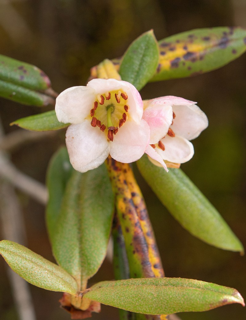 Rhododendron camelliiflorum photo 6