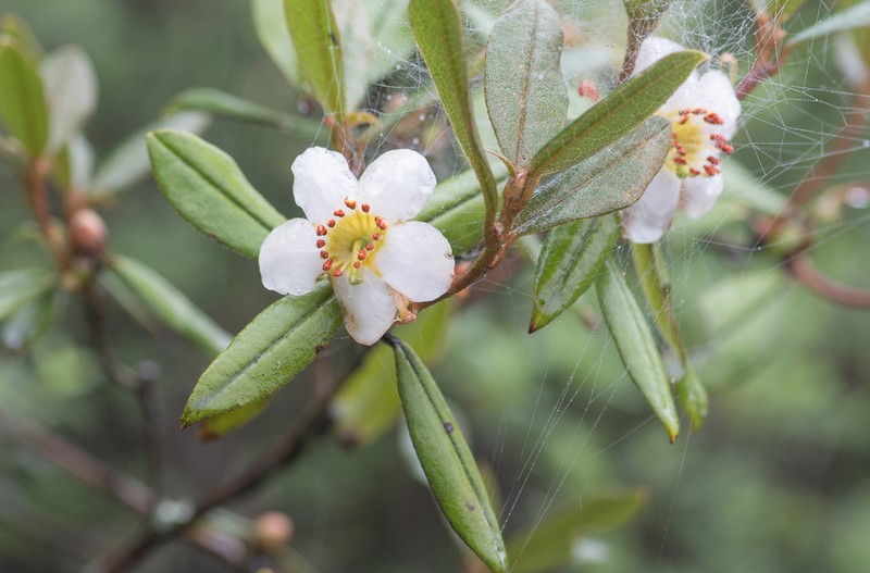 Rhododendron camelliiflorum photo 7