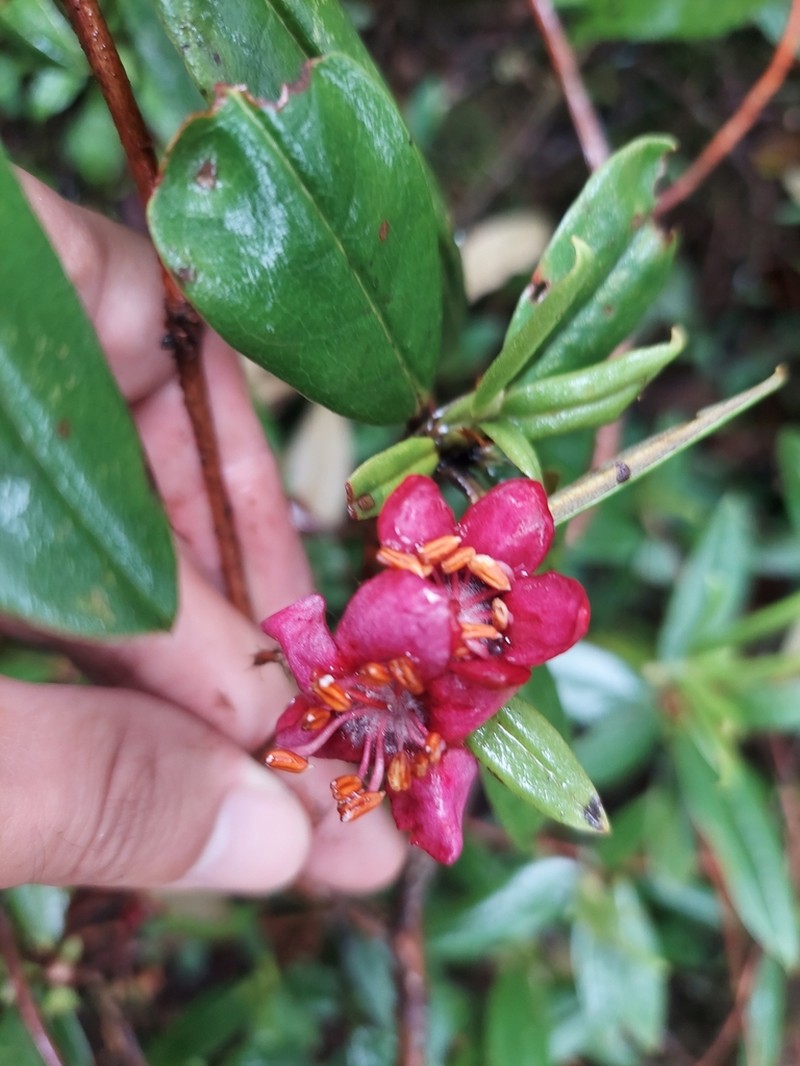 Rhododendron camelliiflorum photo 8