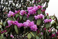 Rhododendron campanulatum