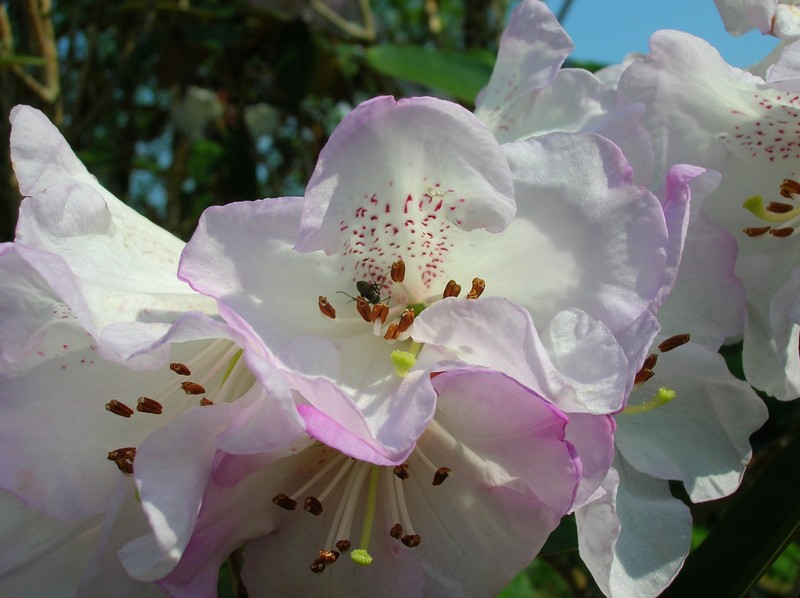 Rhododendron campanulatum photo 2