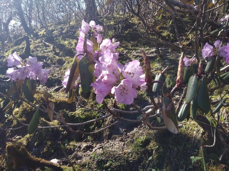 Rhododendron campanulatum photo 3