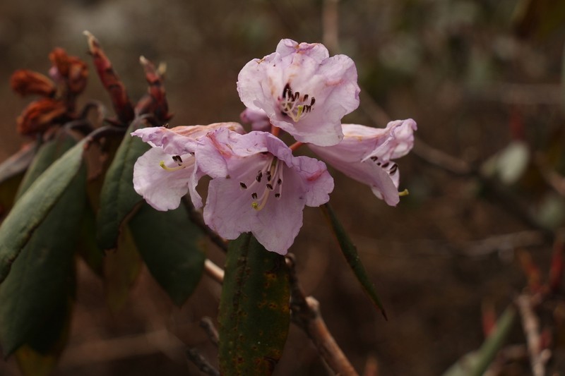 Rhododendron campanulatum photo 4