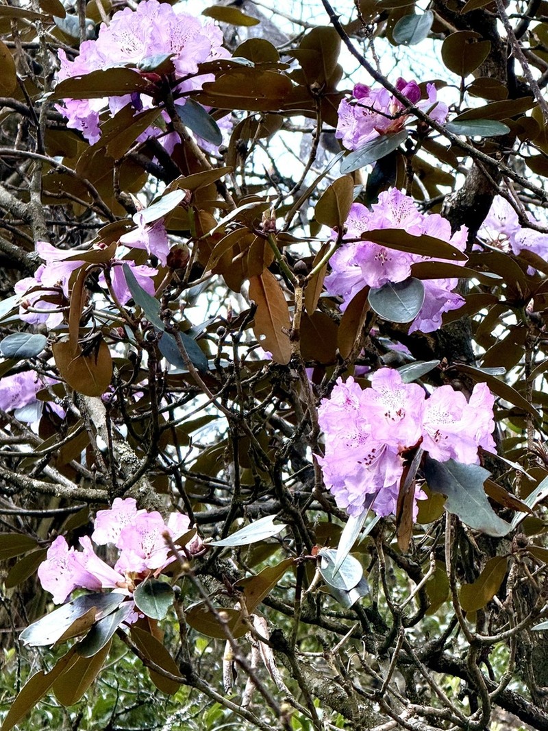 Rhododendron campanulatum photo 5