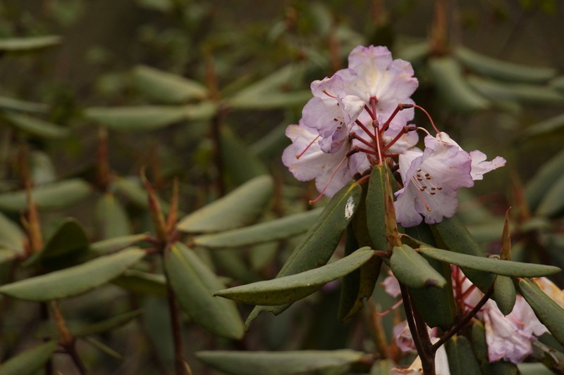 Rhododendron campanulatum photo 6