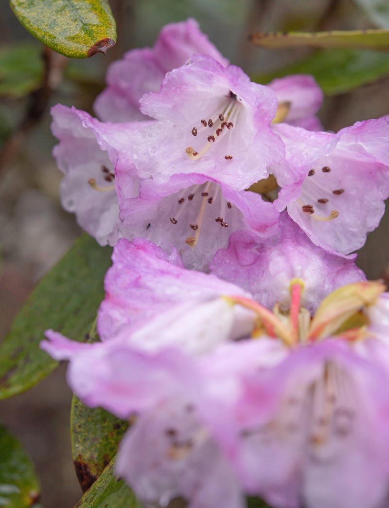Rhododendron campanulatum photo 7