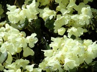 Rhododendron campylocarpum