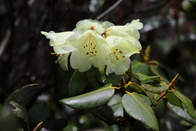 Rhododendron campylocarpum photo 2