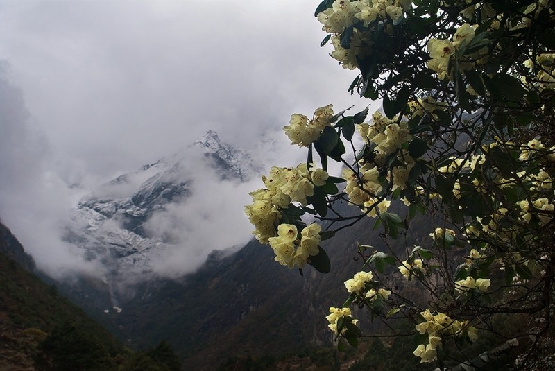 Rhododendron campylocarpum photo 3
