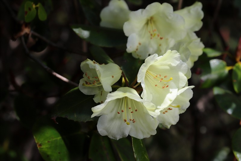 Rhododendron campylocarpum photo 4