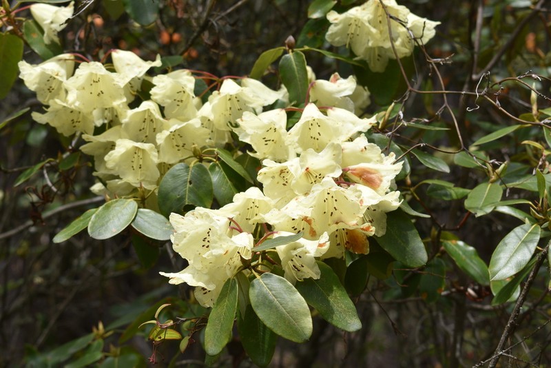 Rhododendron campylocarpum photo 5