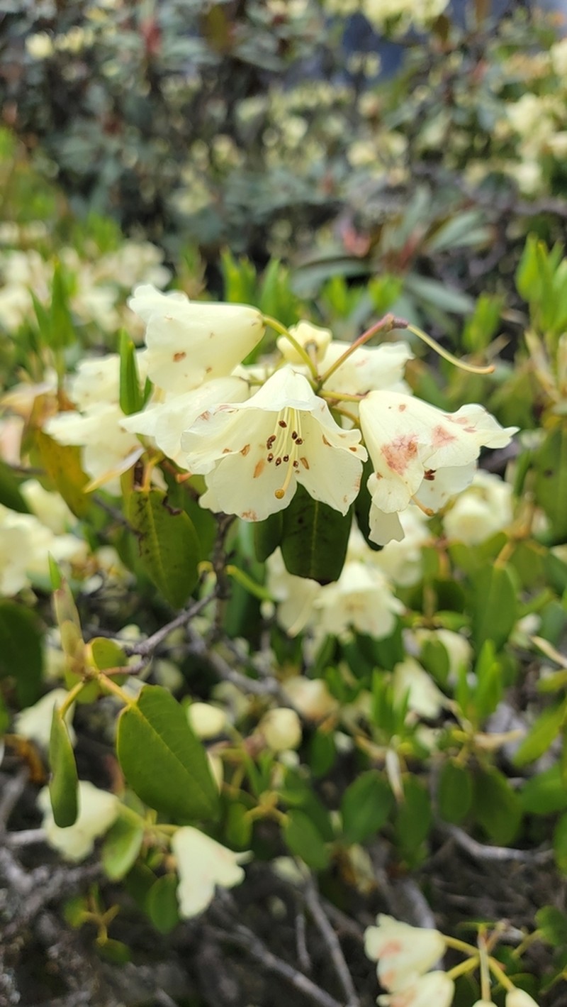 Rhododendron campylocarpum photo 6