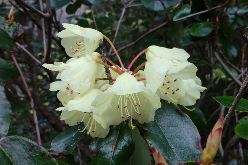 Rhododendron campylocarpum photo 7