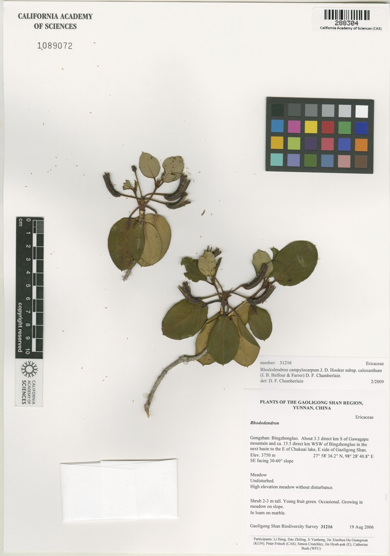 Rhododendron campylocarpum subsp. caloxanthum