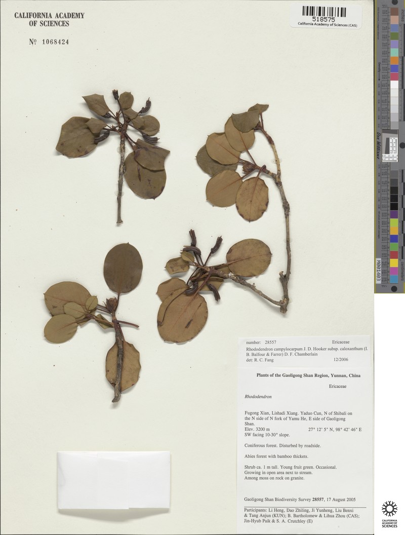 Rhododendron campylocarpum subsp. caloxanthum photo 2