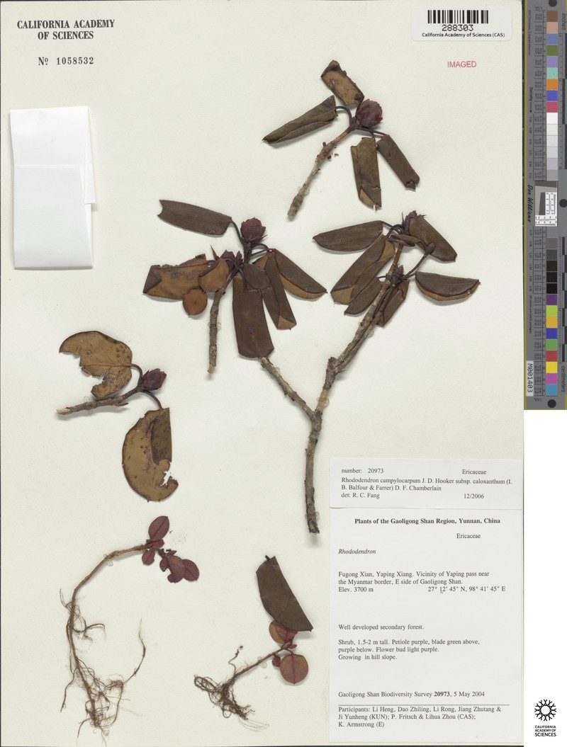 Rhododendron campylocarpum subsp. caloxanthum photo 3