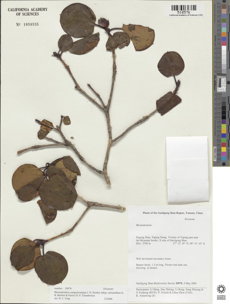 Rhododendron campylocarpum subsp. caloxanthum photo 4