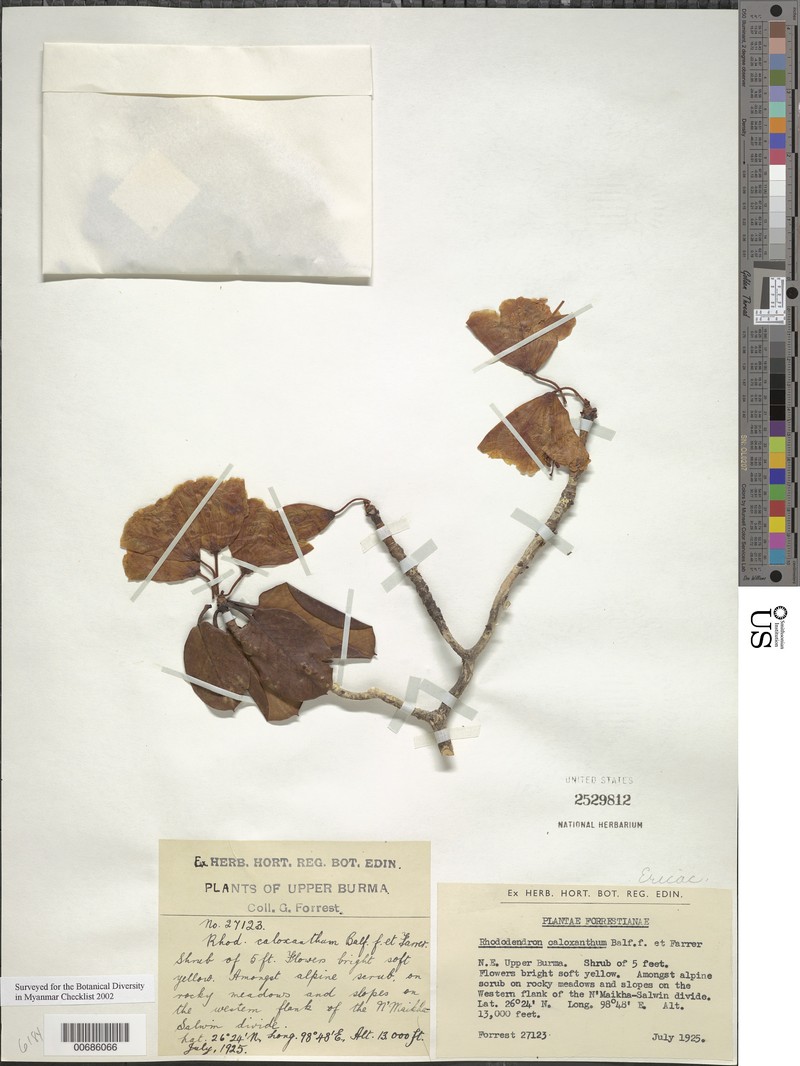 Rhododendron campylocarpum subsp. caloxanthum photo 5