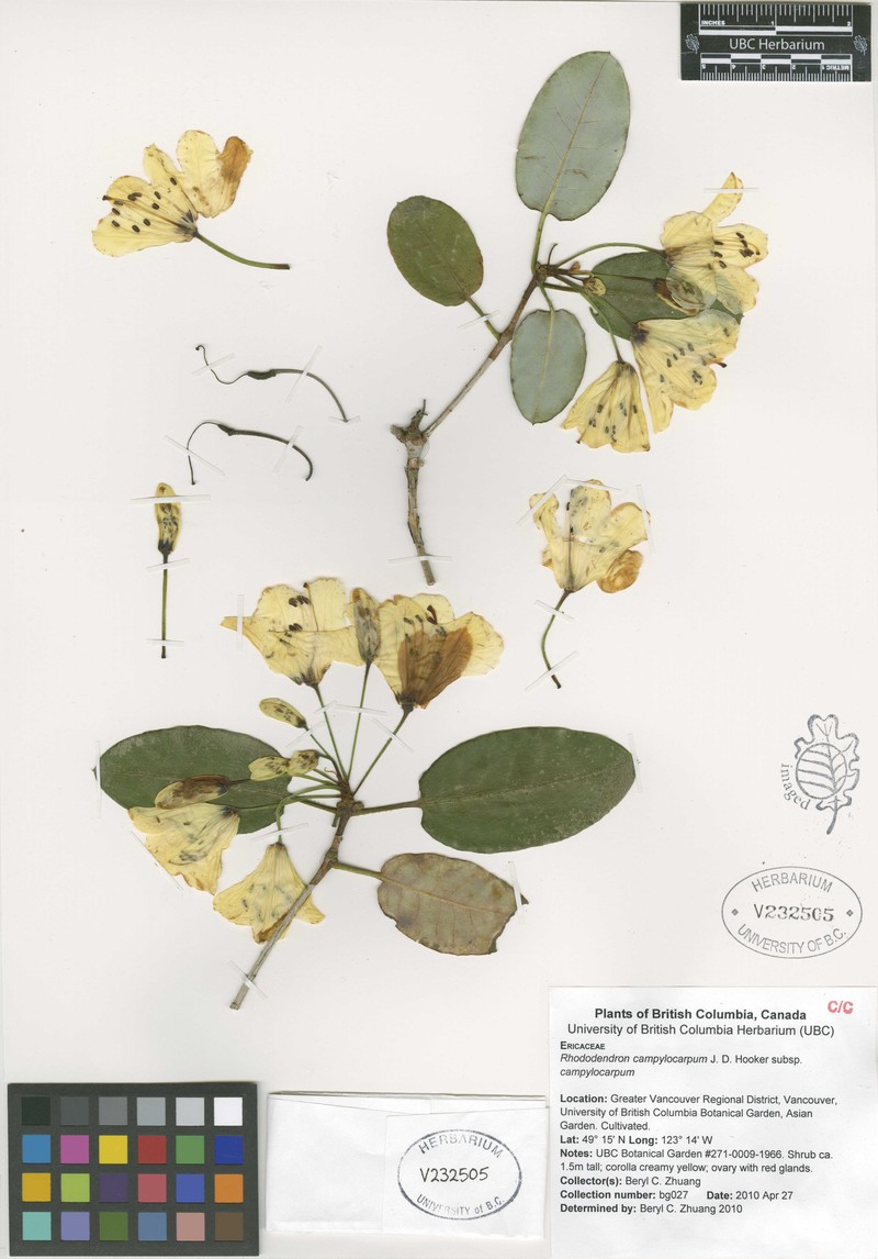 Rhododendron campylocarpum subsp. campylocarpum