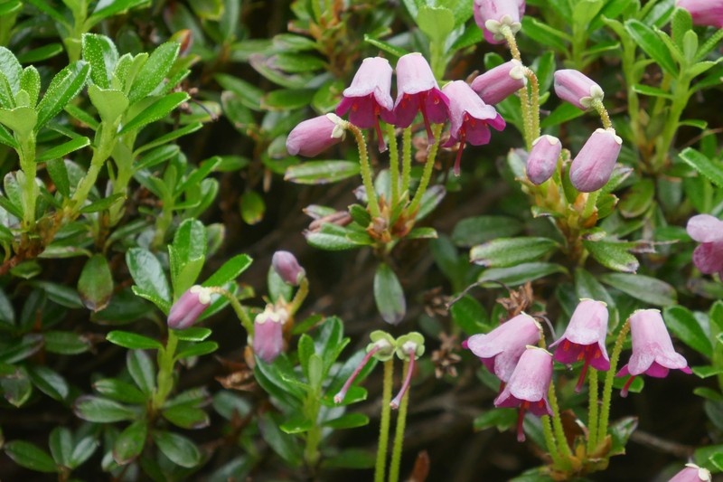 Rhododendron campylogynum