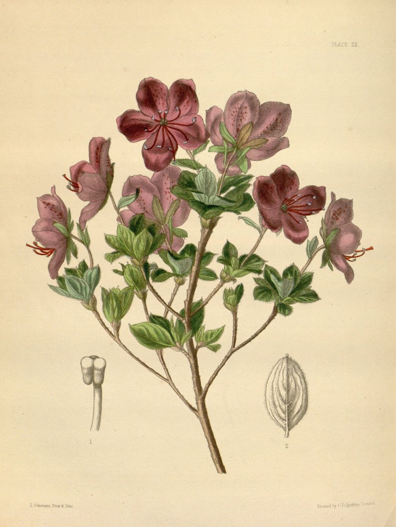 Kamchatka Rhododendron