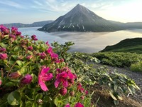 Kamchatka Rhododendron