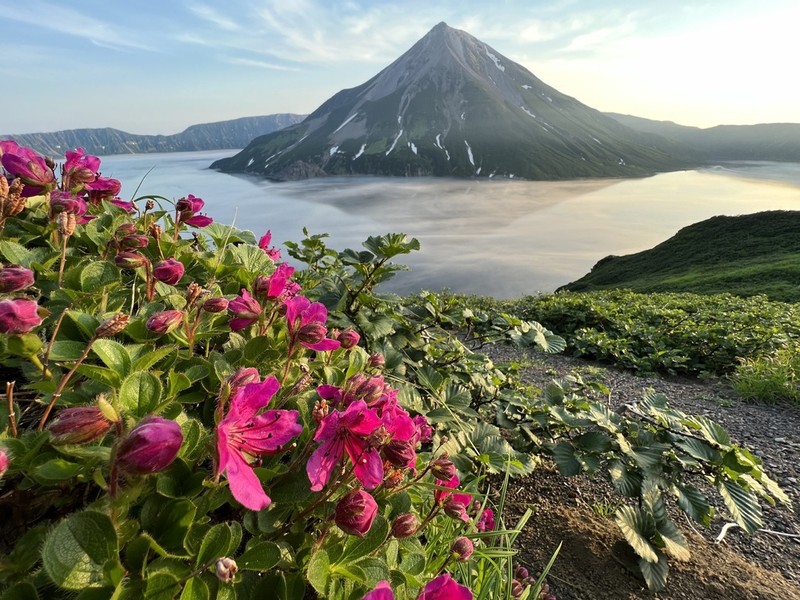 Kamchatka Rhododendron
