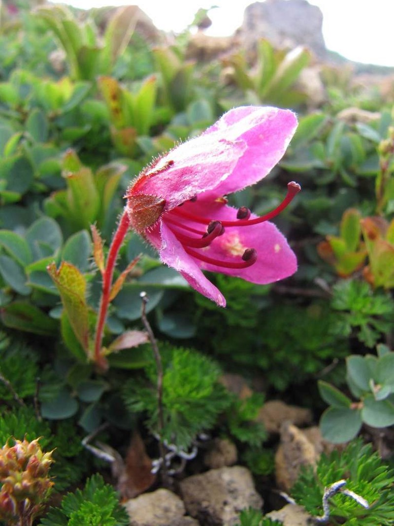 Kamchatka Rhododendron photo 2