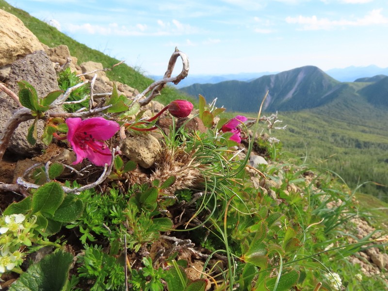 Kamchatka Rhododendron photo 3