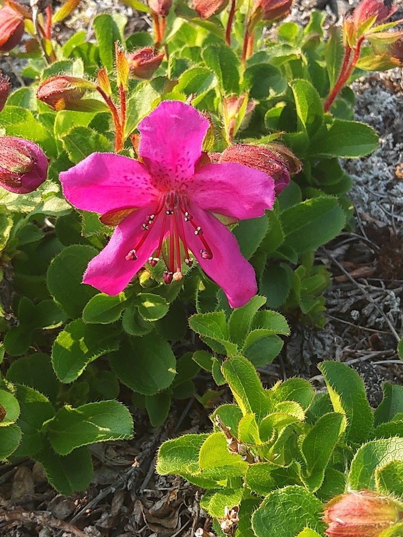 Kamchatka Rhododendron photo 5